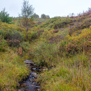 Habitat linkage and corridors