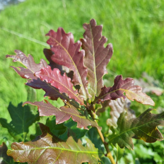 Habitat diversification 