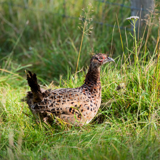 Habitat conservation