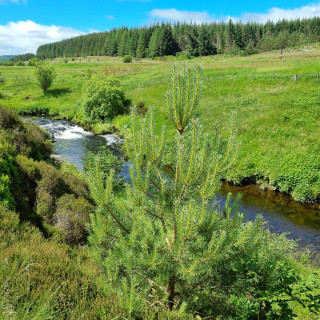 Improved water quality