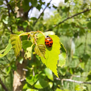 Habitat conservation