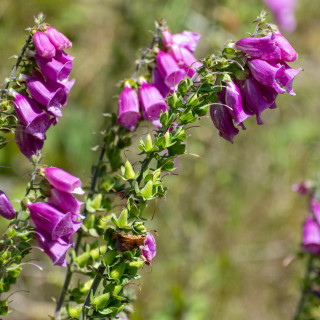 Habitat conservation